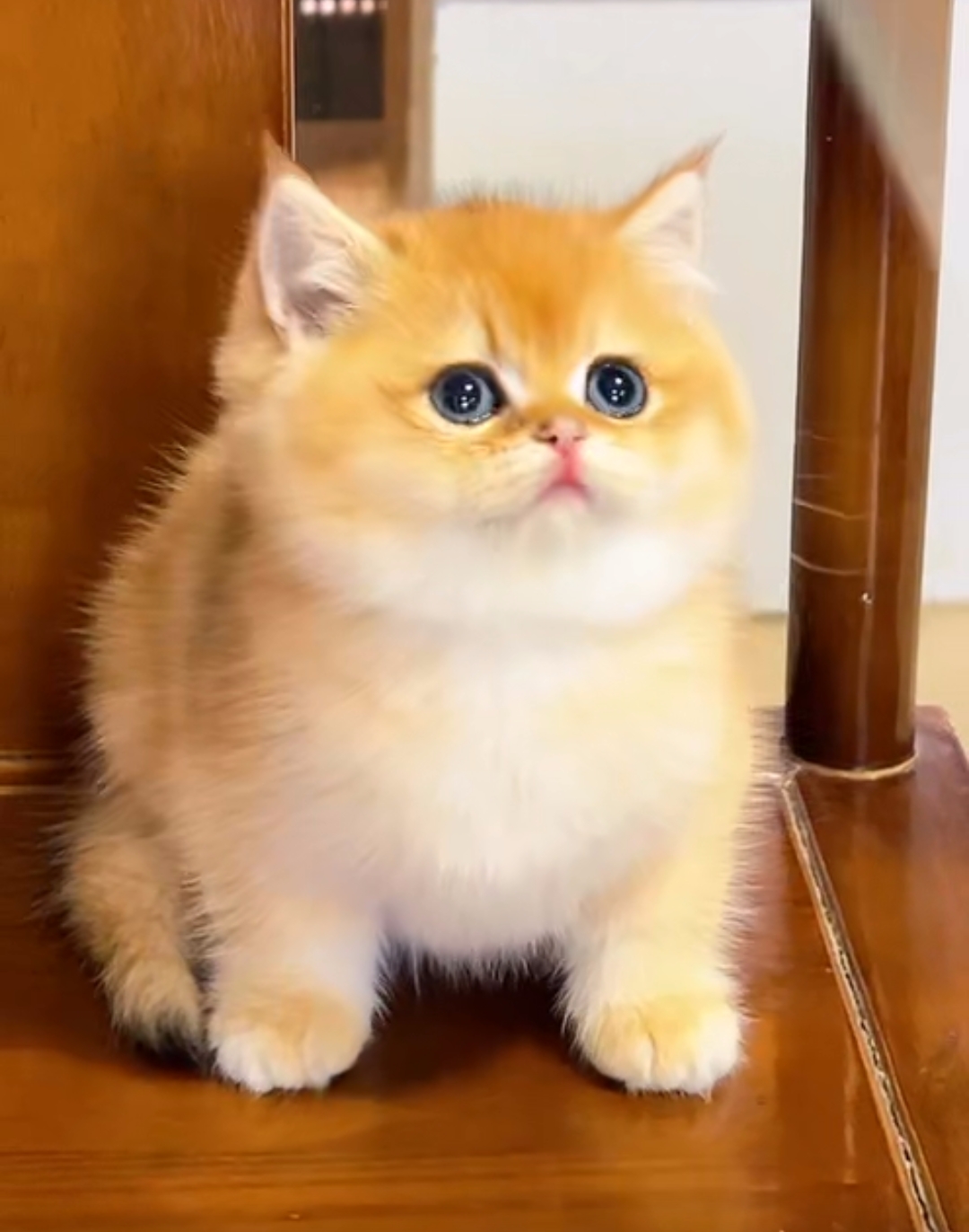 yh109精品金渐层 公 无癣